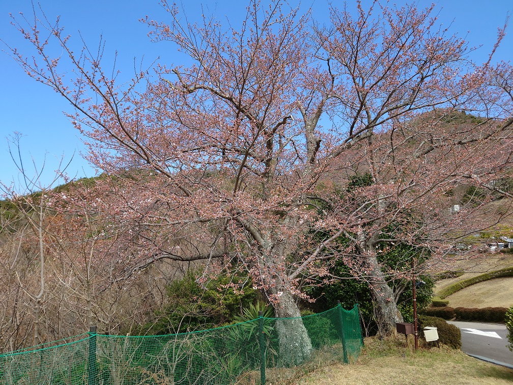 桜20220327⑥
